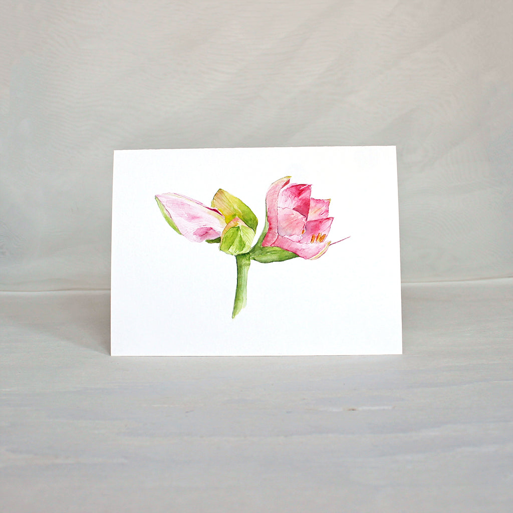 Pink amaryllis flower featured on a note card. Watercolor painting by Kathleen Maunder