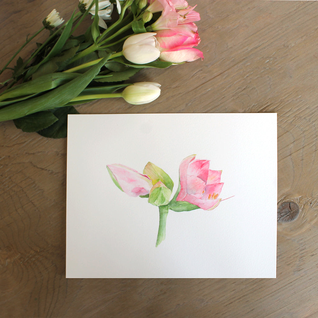 Botanical watercolor painting of pink amaryllis available as 8 x 10 print. Artist Kathleen Maunder.
