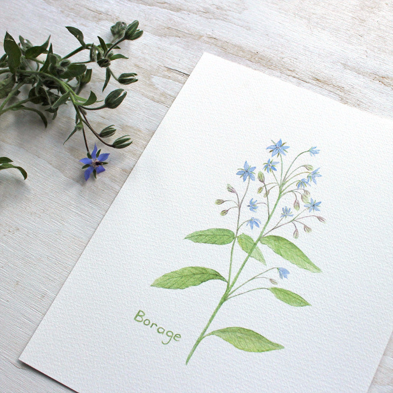 Borage watercolour print by Kathleen Maunder of Trowel and Paintbrush