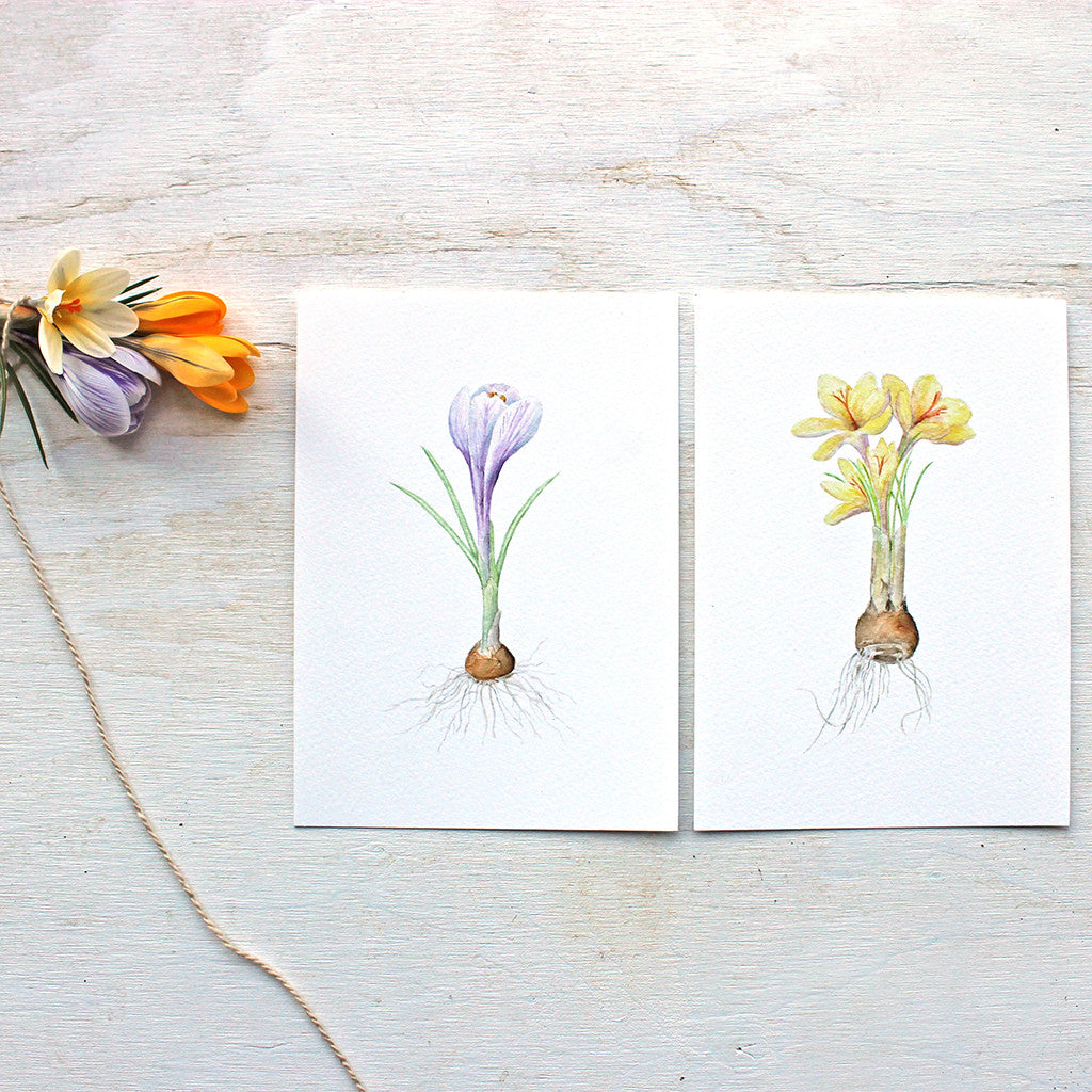 A pair of botanical watercolor prints of crocus flowers and bulbs by artist Kathleen Maunder. One print is of a purple striped crocus and the other of three yellow crocuses.