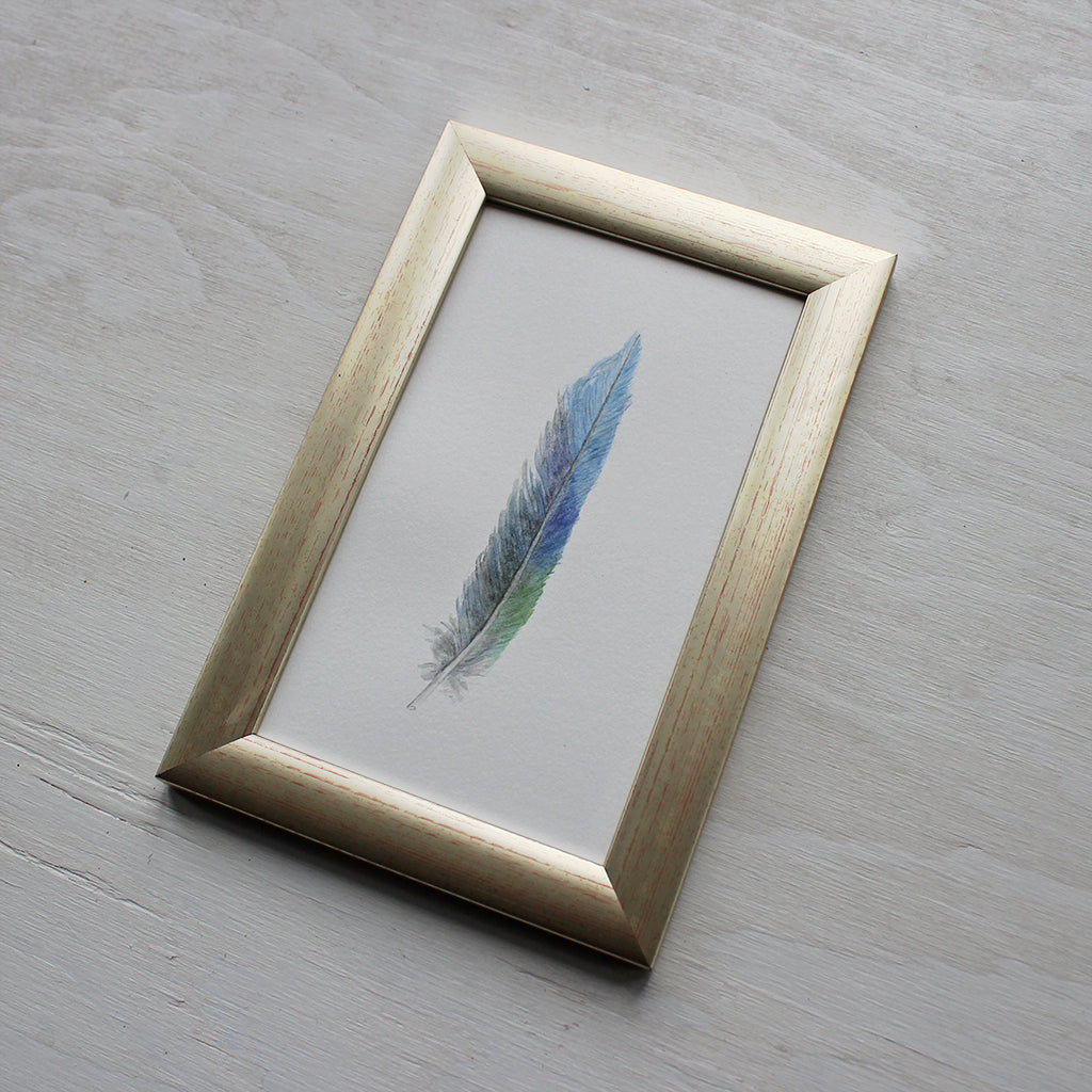 Framed original watercolour painting of a parrot feather by Kathleen Maunder