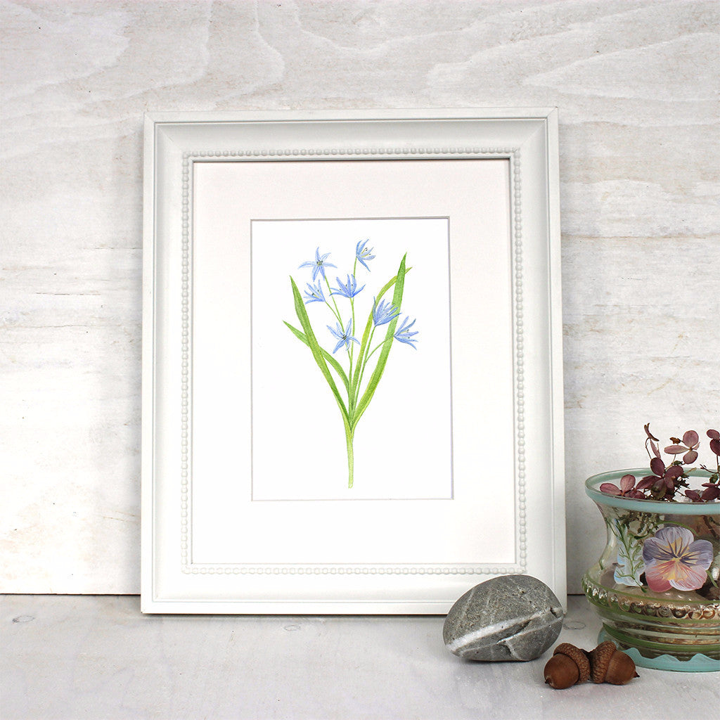 Framed scilla print by artist Kathleen Maunder, trowelandpaintbrush