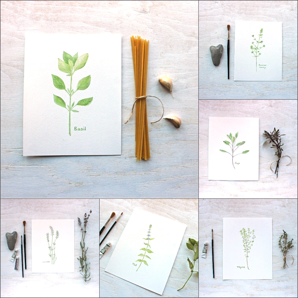 A collection of six delicate herb watercolor prints: basil, summer savoury, sage, lavender, mint and thyme. Artist Kathleen Maunder.