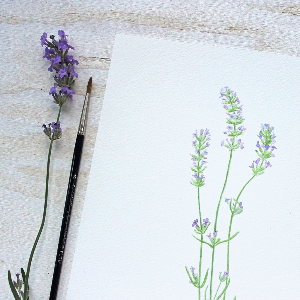 Close up of an art print featuring a watercolour painting of three sprigs of lavender. Artist Kathleen Maunder.