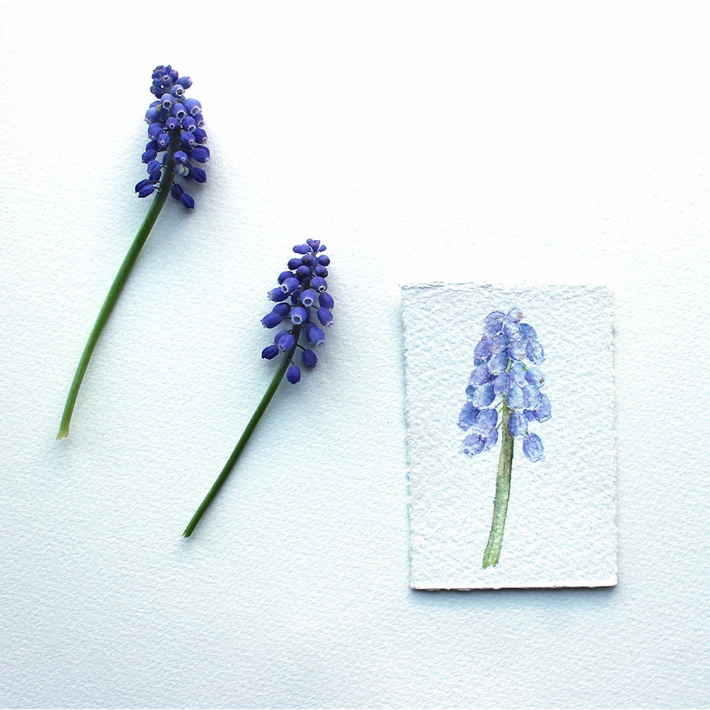 Muscari Original Watercolor Painting