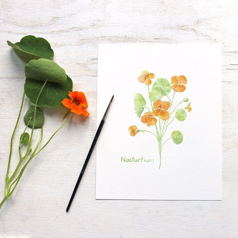 Nasturtium print - Botanical watercolor painting by Kathleen Maunder