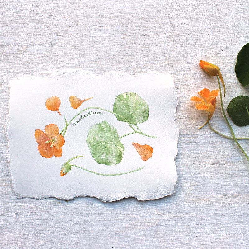Nasturtiums watercolour painting by artist Kathleen Maunder