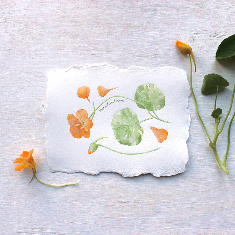 Nasturtiums watercolor painting by Kathleen Maunder of Trowel and Paintbrush