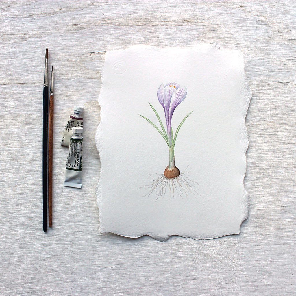 Original botanical watercolor painting of purple crocus by Kathleen Maunder