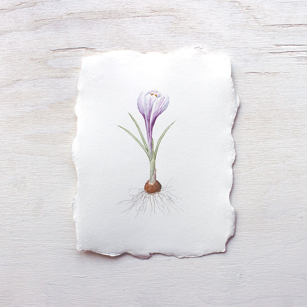 Original botanical watercolour painting of purple crocus by Kathleen Maunder