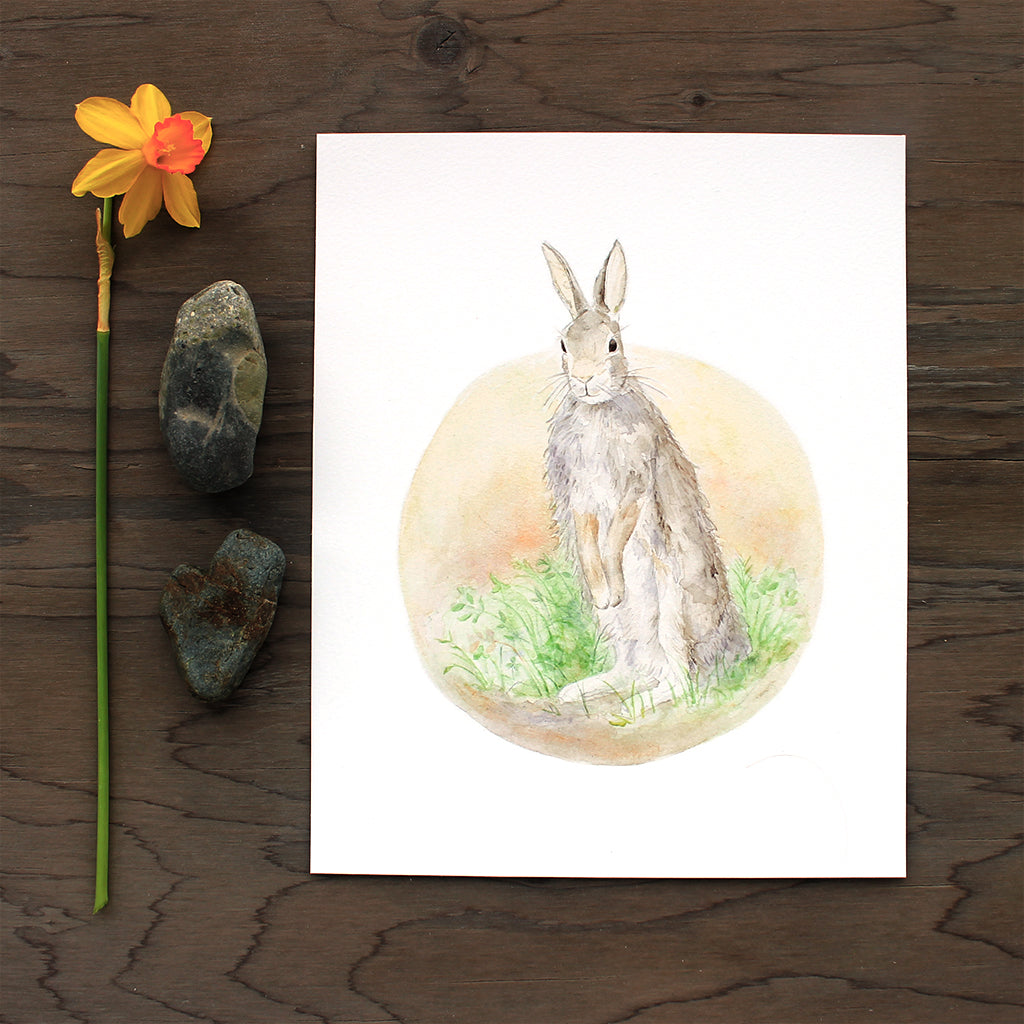 Bunny rabbit art print. Reproduction of a watercolor painting of an Eastern cottontail rabbit . Artist Kathleen Maunder.