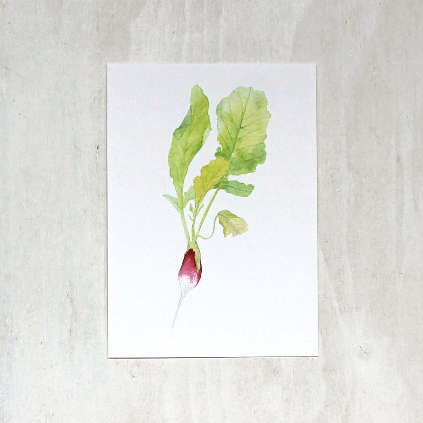 Watercolor print of French breakfast radish by Kathleen Maunder
