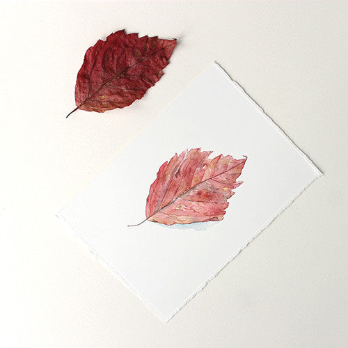 Delicate original watercolor painting of a red autumn leaf. Artist Kathleen Maunder