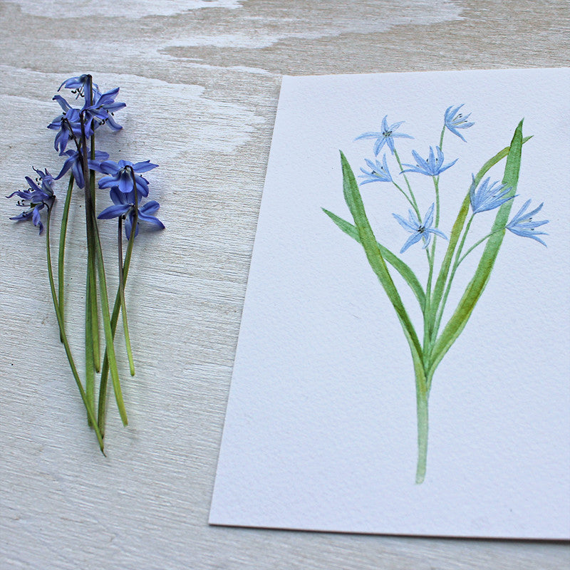 Blue scilla watercolour print by Kathleen Maunder of Trowel and Paintbrush