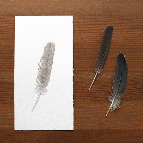 Sparrow Feather Watercolor