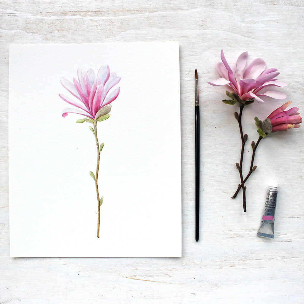 Pink star magnolia botanical illustration by watercolour artist Kathleen Maunder