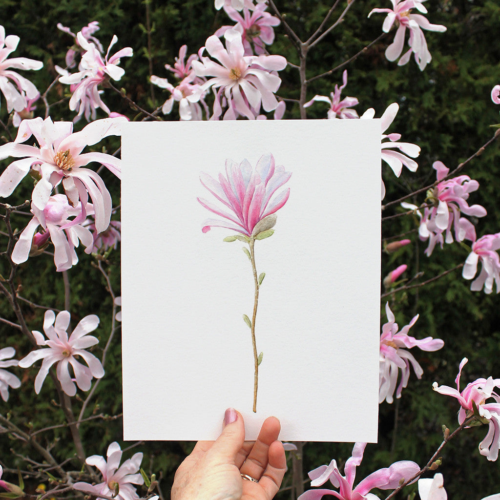Star magnolia watercolor print in front of the tree that inspired the painting. Artist Kathleen Maunder.