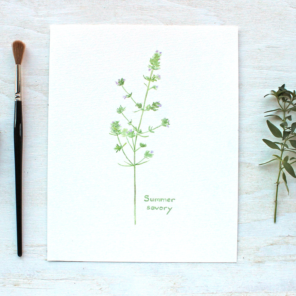 A botanical art print of a delicate watercolor painting of a sprig of summer savoury herb. Artist Kathleen Maunder.