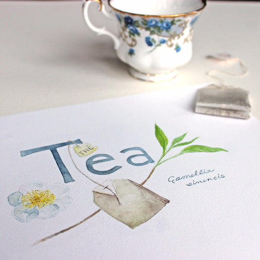 Tea watercolor painting of Camellia sinensis by artist Kathleen Maunder