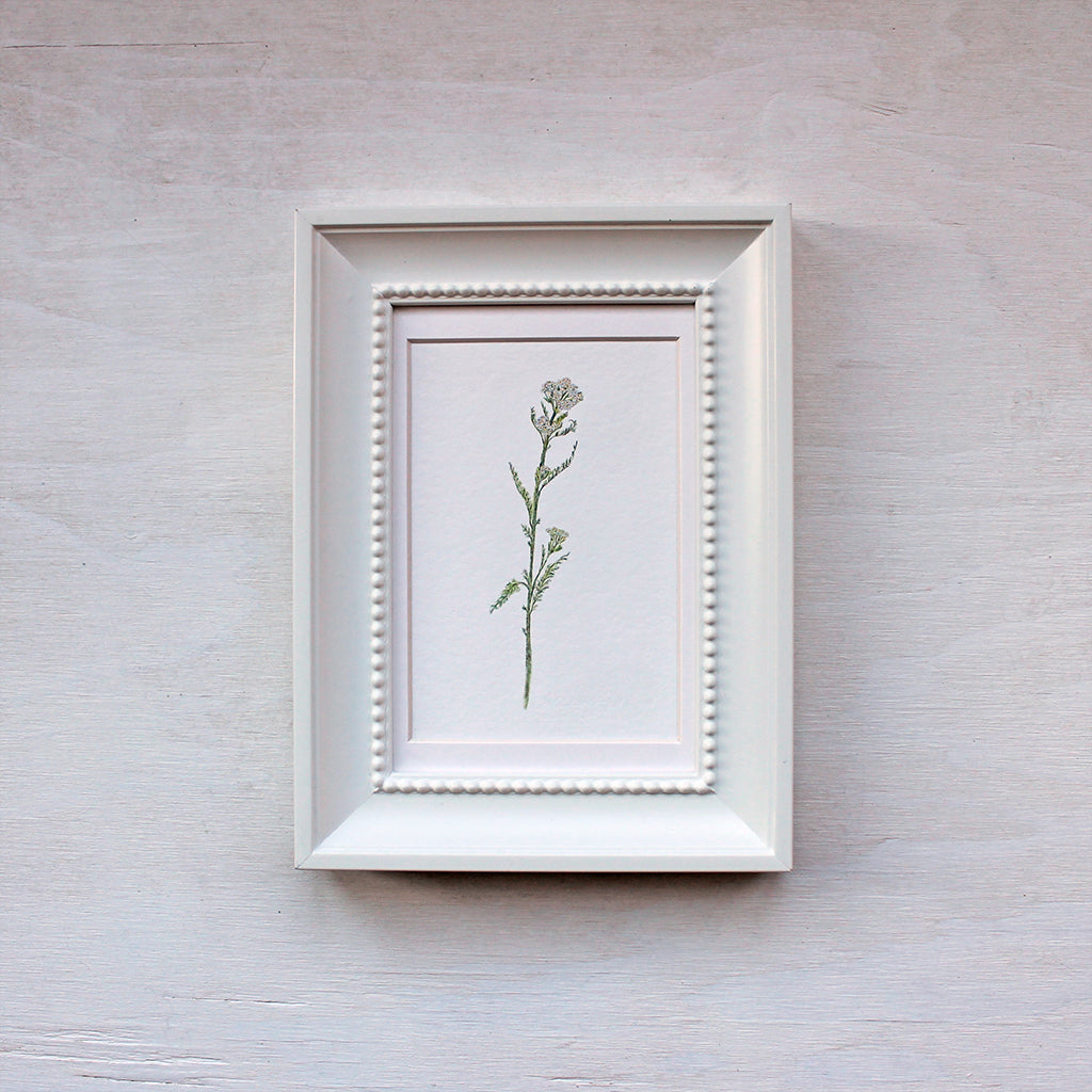 White Yarrow Watercolor Print