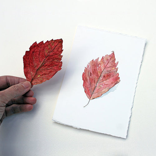 Watercolour painting of a red autumn leaf.