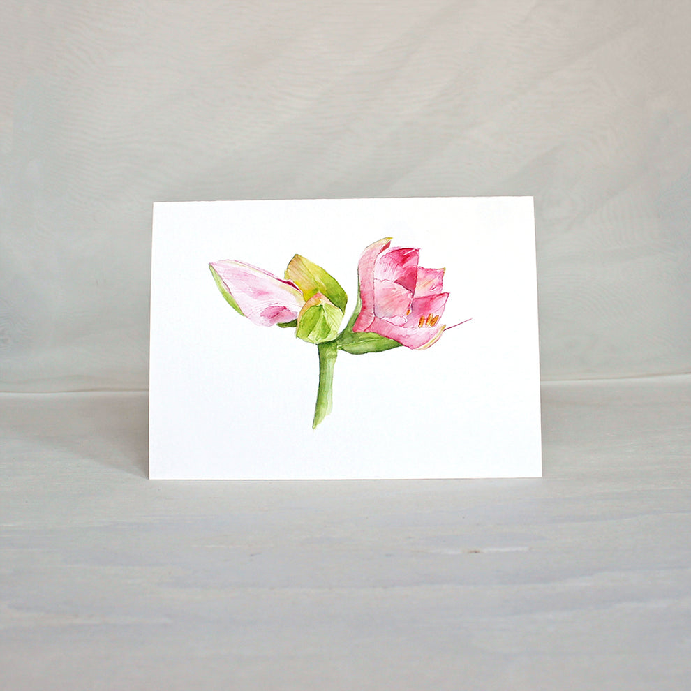 Pink Amaryllis - Set of Note Cards – Trowel and Paintbrush