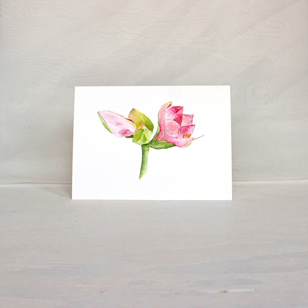 Note card featuring a watercolor painting of pink amaryllis flower and buds. Artist Kathleen Maunder.