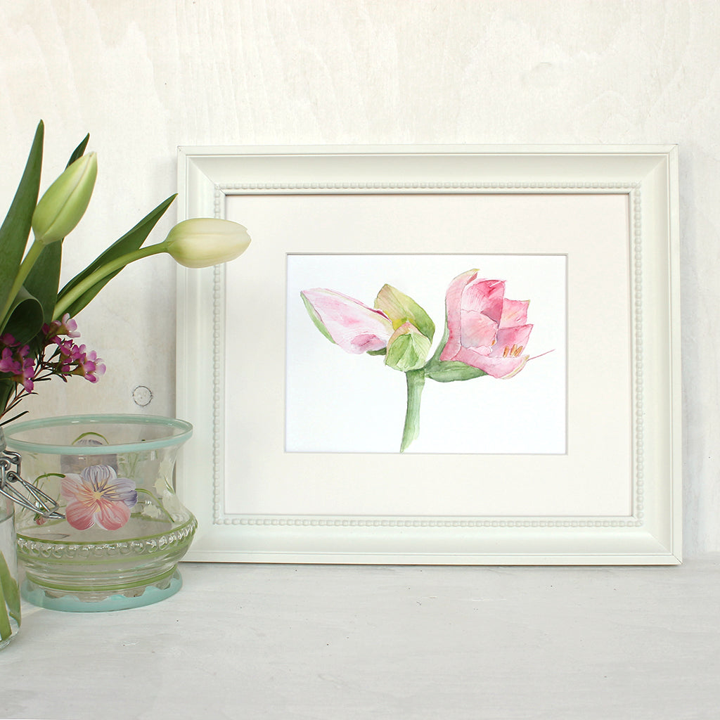 Pink amaryllis print based on watercolor painting by Kathleen Maunder. Painted in fresh pinks and greens.