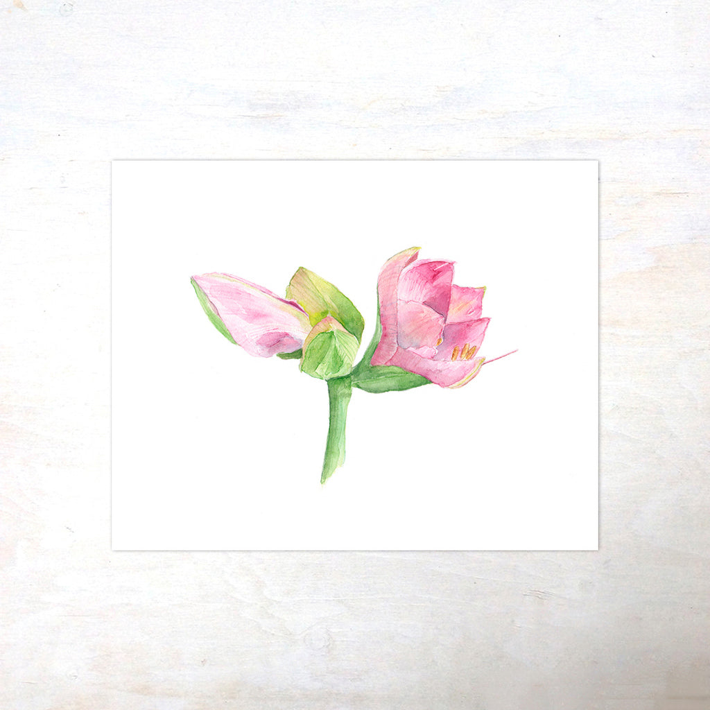 Pink amaryllis botanical print based on watercolour painting by Kathleen Maunder