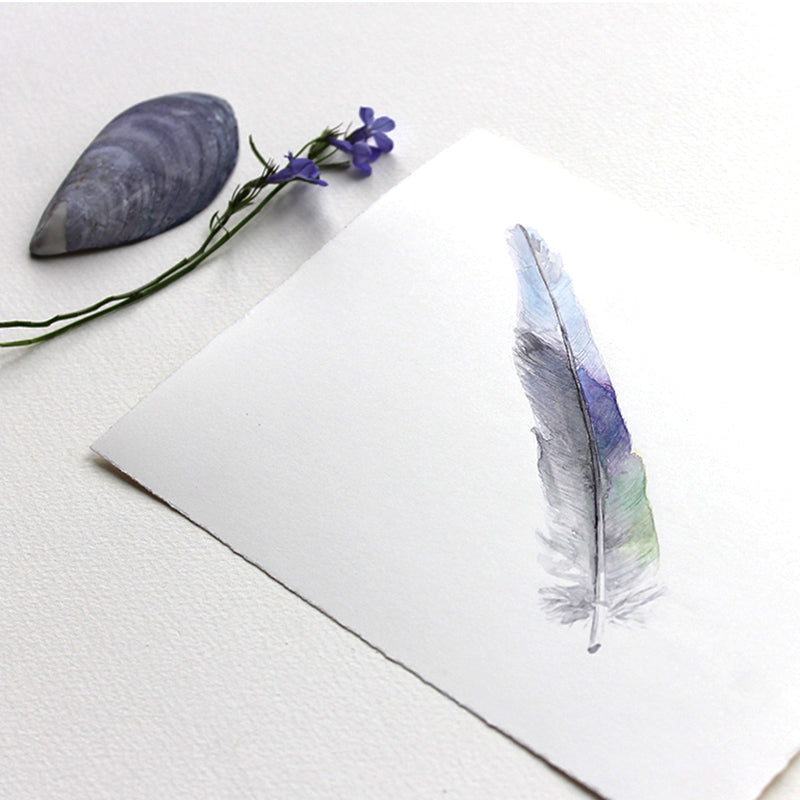 Australian ringneck parrot feather original watercolour painting by Kathleen Maunder