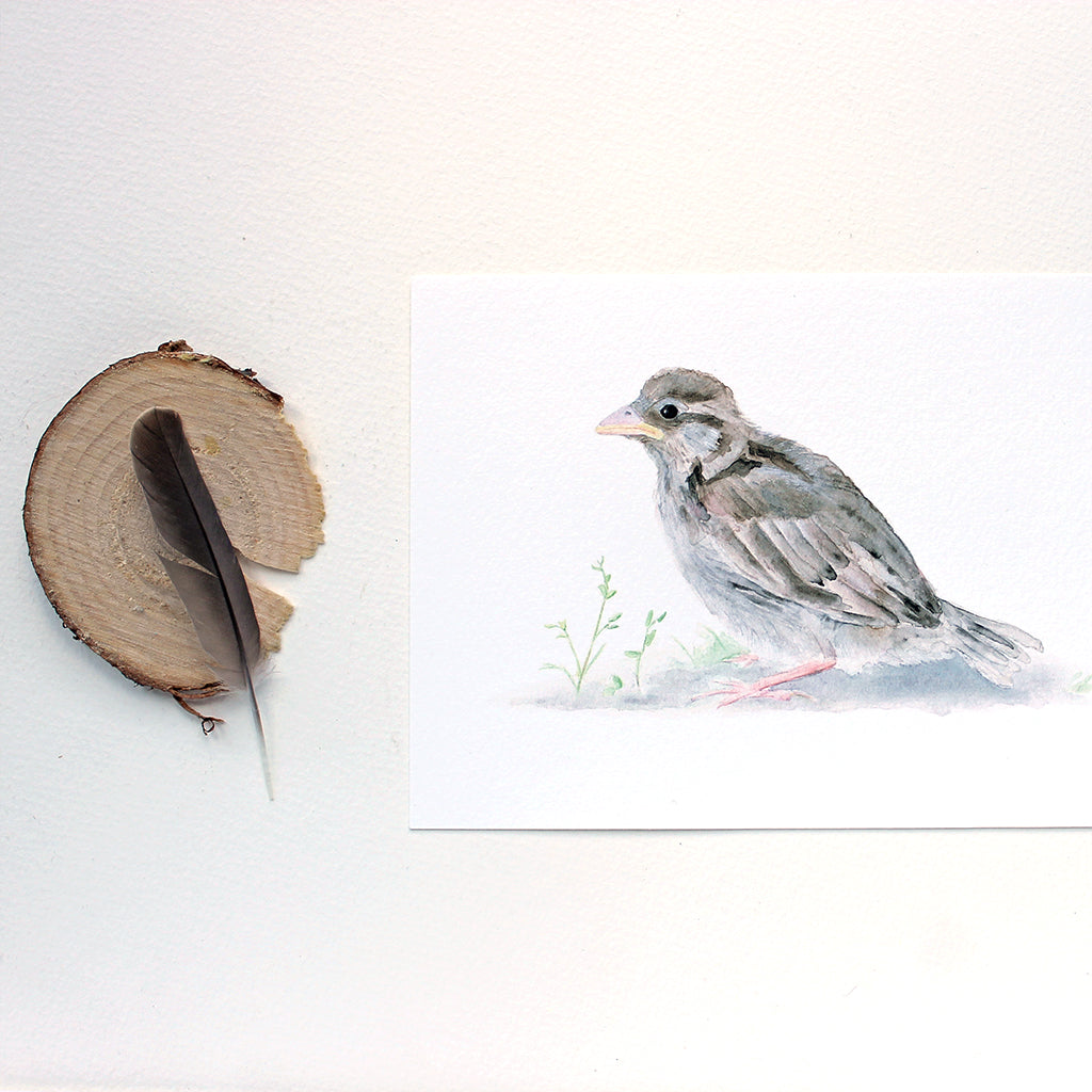 Bébé moineau - Reproduction d'art