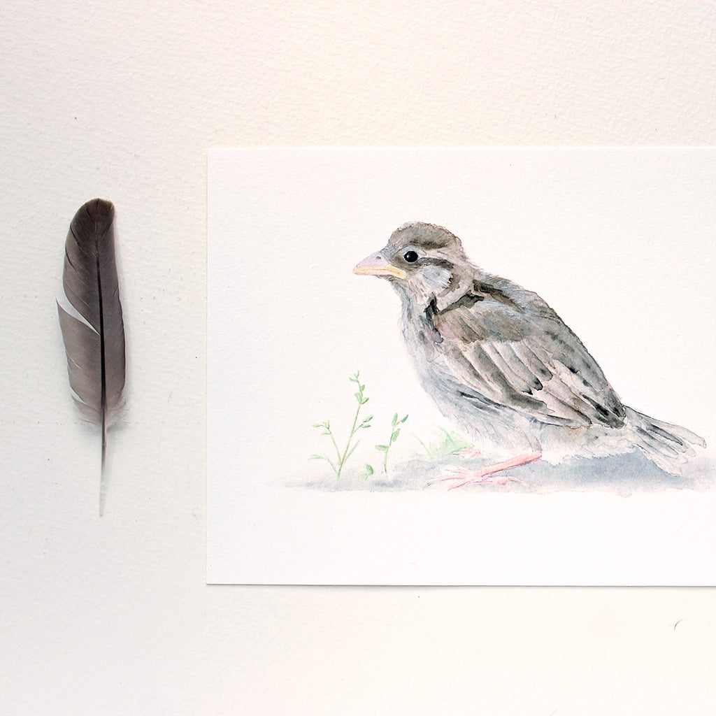 Bébé moineau - Reproduction d'art