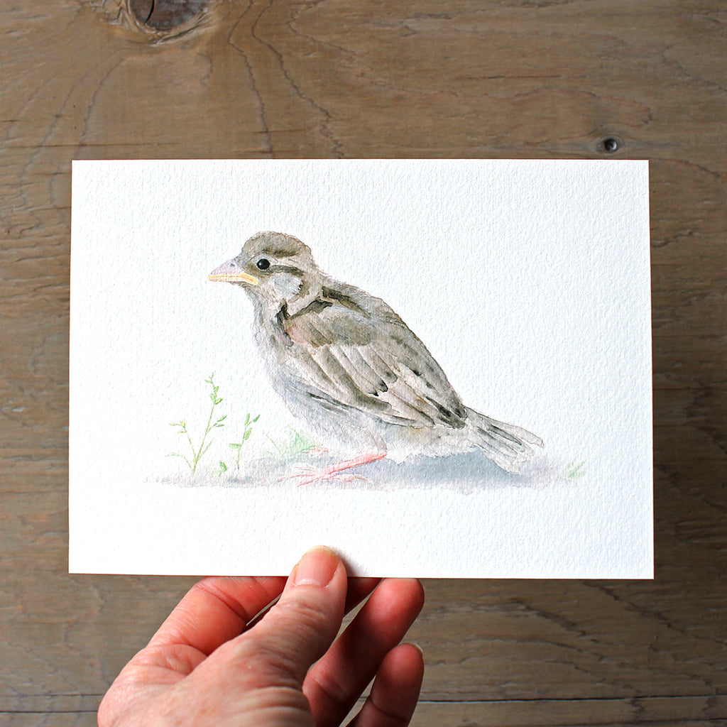 Bébé moineau - Reproduction d'art