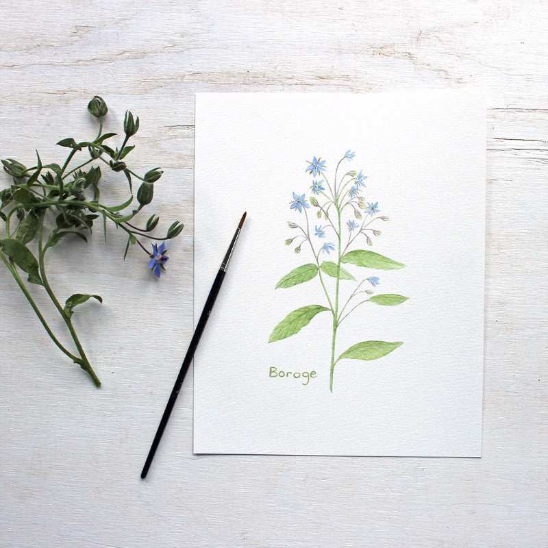 Borage print - Botanical watercolor painting by Kathleen Maunder