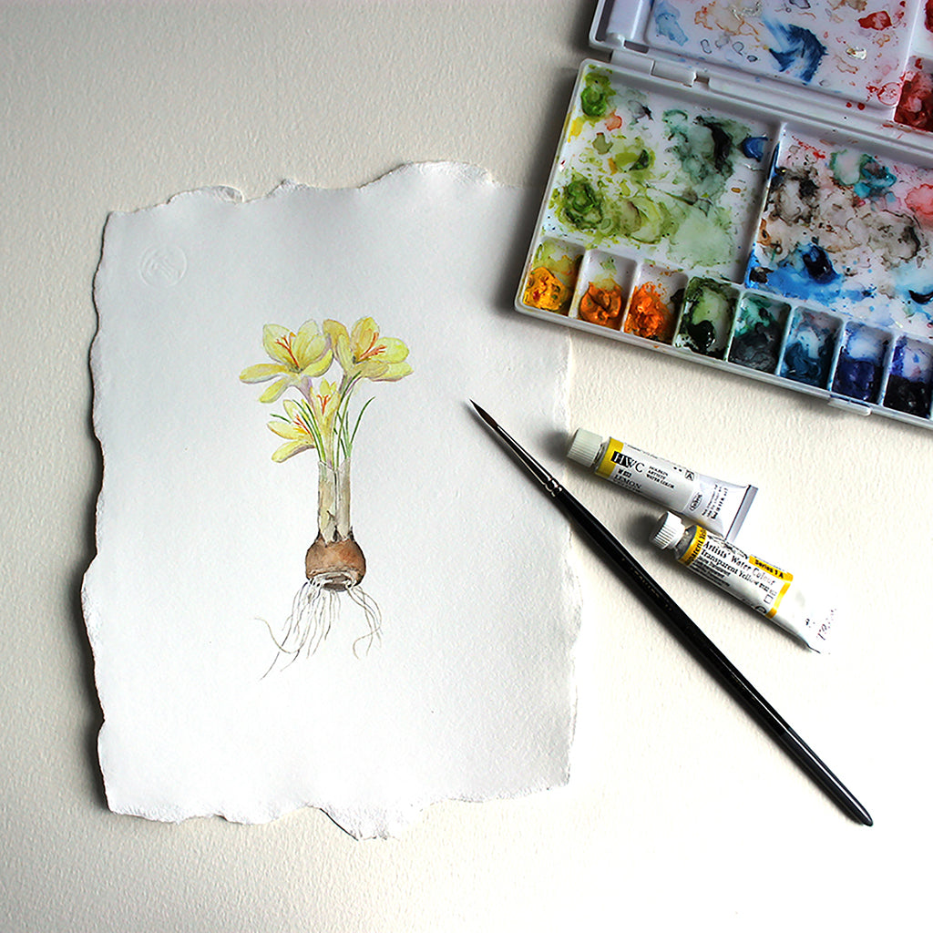Botanical watercolour painting of yellow crocus by Kathleen Maunder
