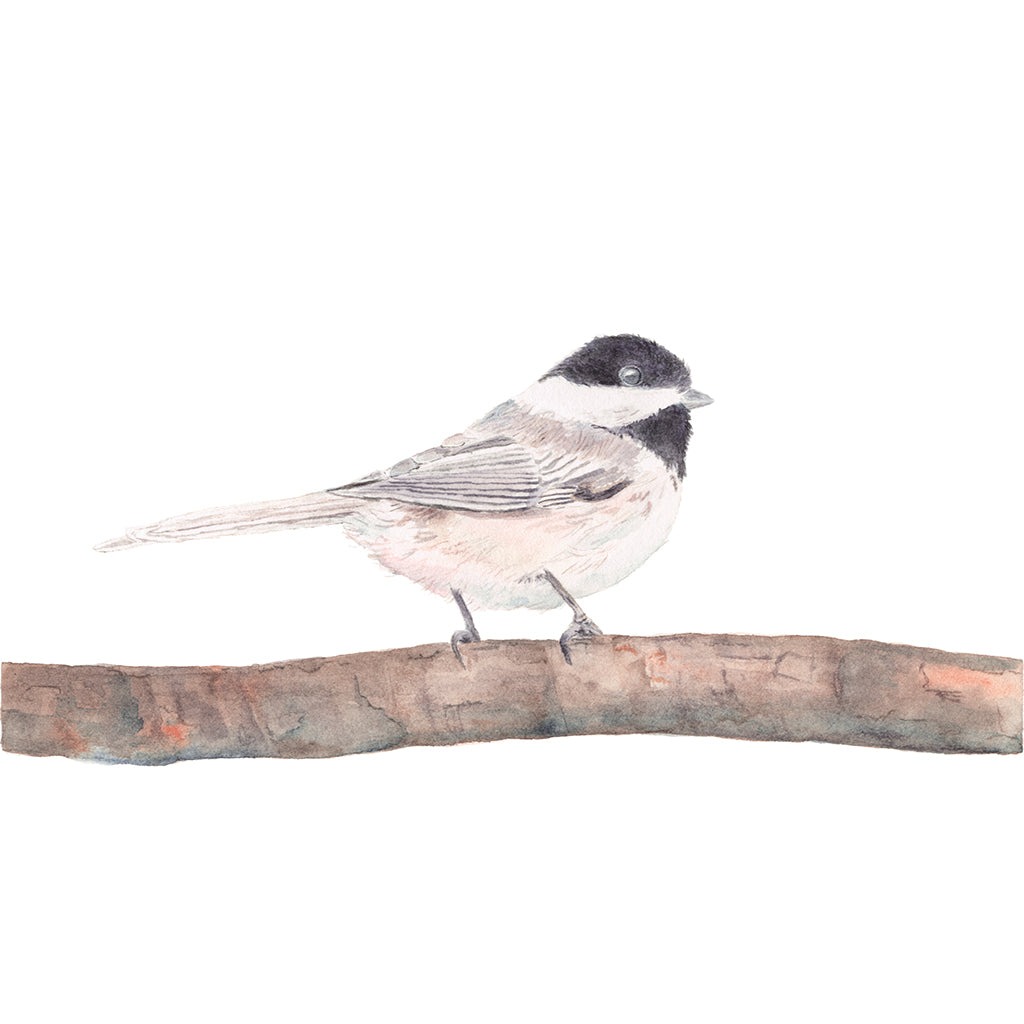 Art print of watercolour painting of a black-capped chickadee. Artist Kathleen Maunder.