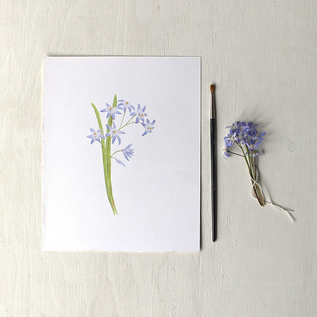 An art print featuring a watercolor painting of blue chionodoxa or glory-of-the-snow by artist Kathleen Maunder.