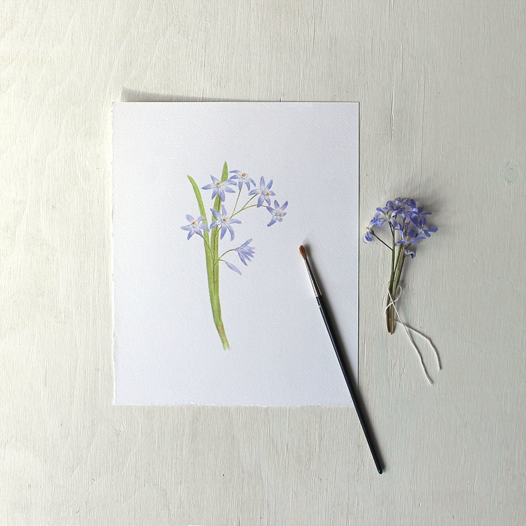An art print featuring a watercolour painting of blue chionodoxa or glory-of-the-snow. Artist Kathleen Maunder.
