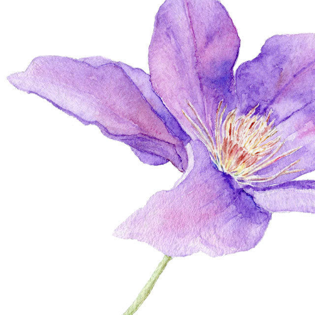 Detail of a watercolor painting of purple clematis. Artist Kathleen Maunder.