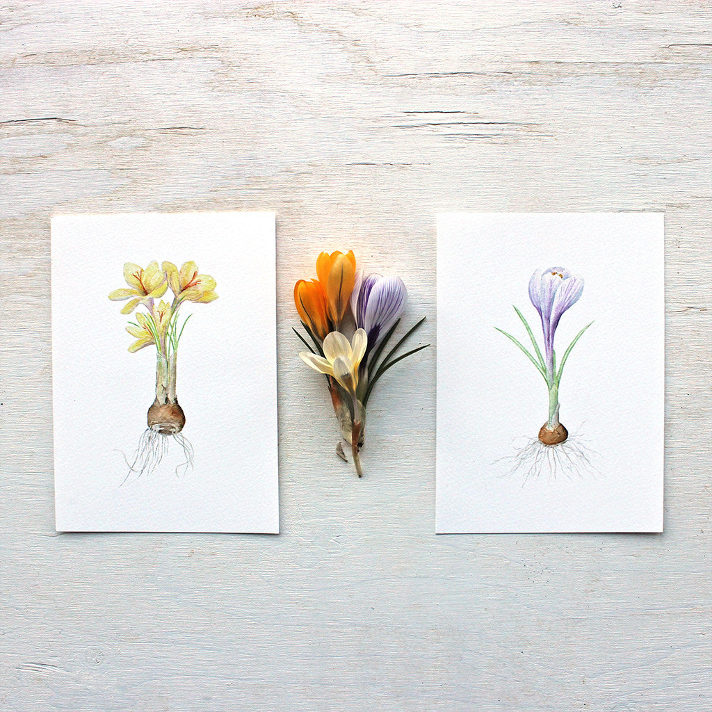 A pair of botanical watercolor prints of crocus flowers and bulbs by artist Kathleen Maunder. One print is of three yellow crocuses and the other of a purple striped crocus.