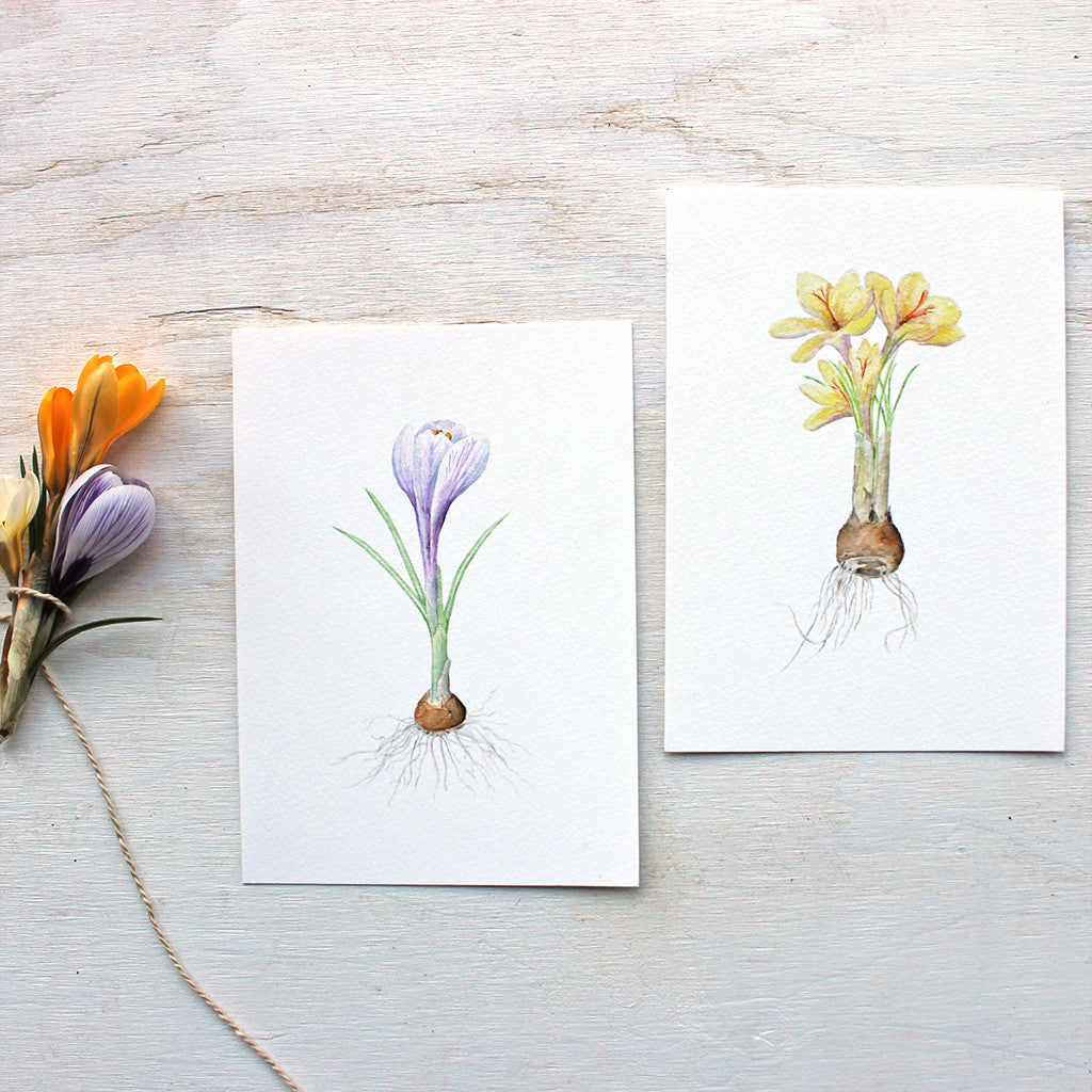 Paintings of purple and yellow crocus bulbs by watercolor artist Kathleen Maunder