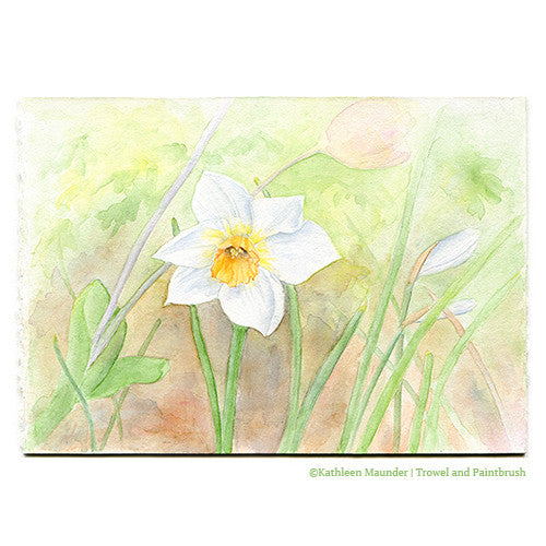 Daffodil Watercolor Painting - Narcissus