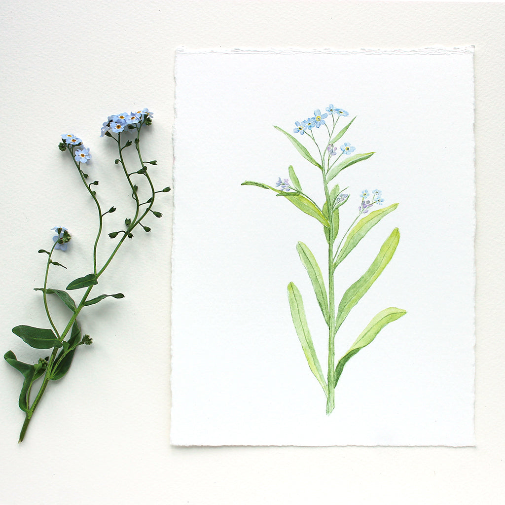 Original watercolour painting of forget-me-nots by Canadian artist Kathleen Maunder