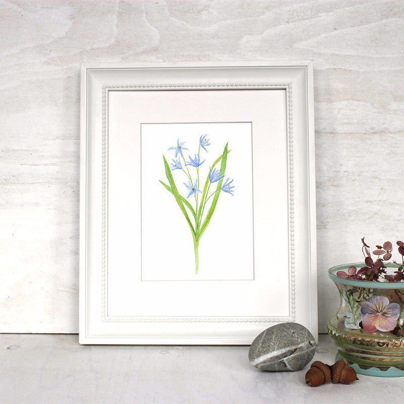 Fleurs bleues - Scille - Reproduction d'art