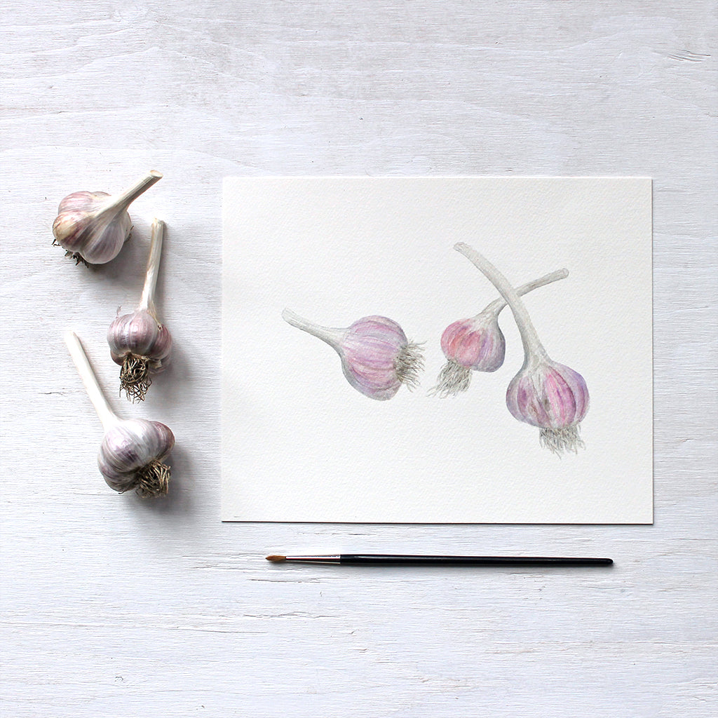 Purple stripe garlic bulbs - art print based on watercolour by Kathleen Maunder