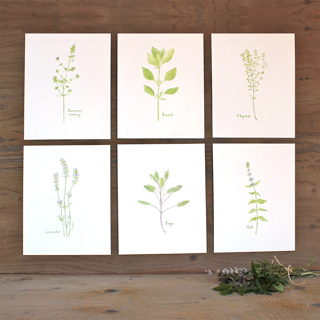A collection of six delicate herb watercolor prints: basil, summer savoury, sage, lavender, mint and thyme. Artist Kathleen Maunder.