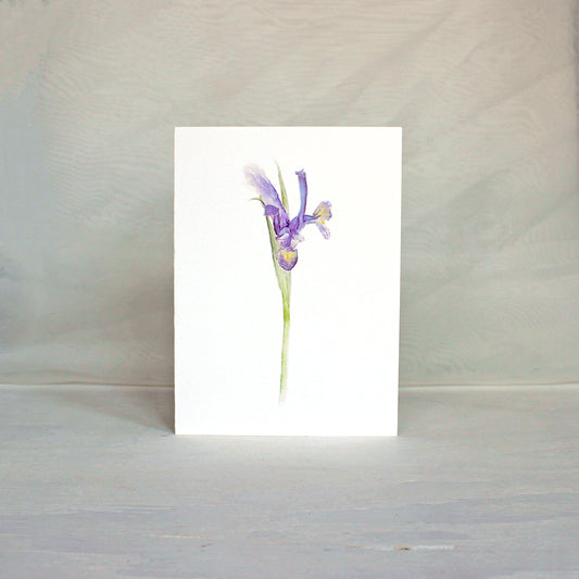 Note card featuring watercolor painting of a Siberian iris. Artist Kathleen Maunder.