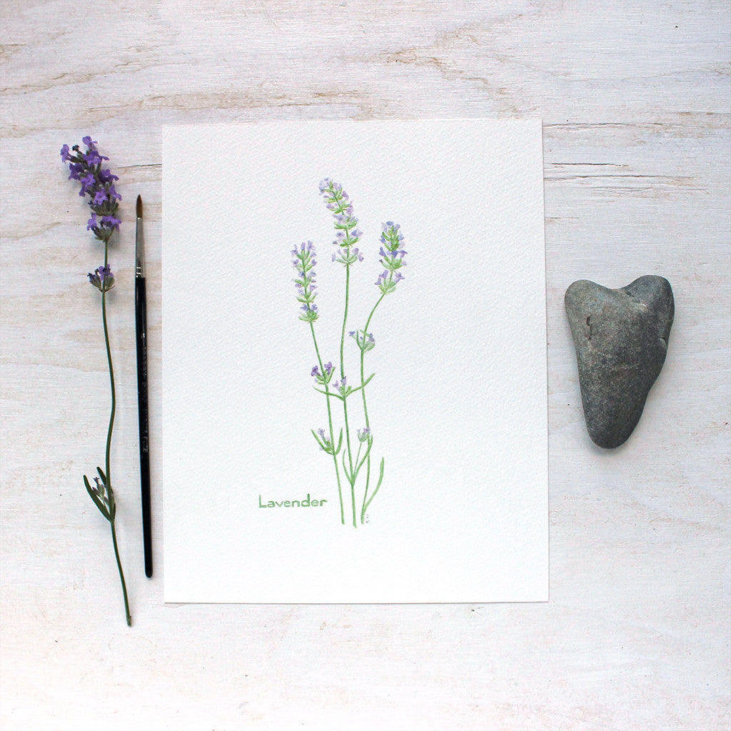 A botanical art print featuring a watercolour painting of three sprigs of lavender. Artist Kathleen Maunder.