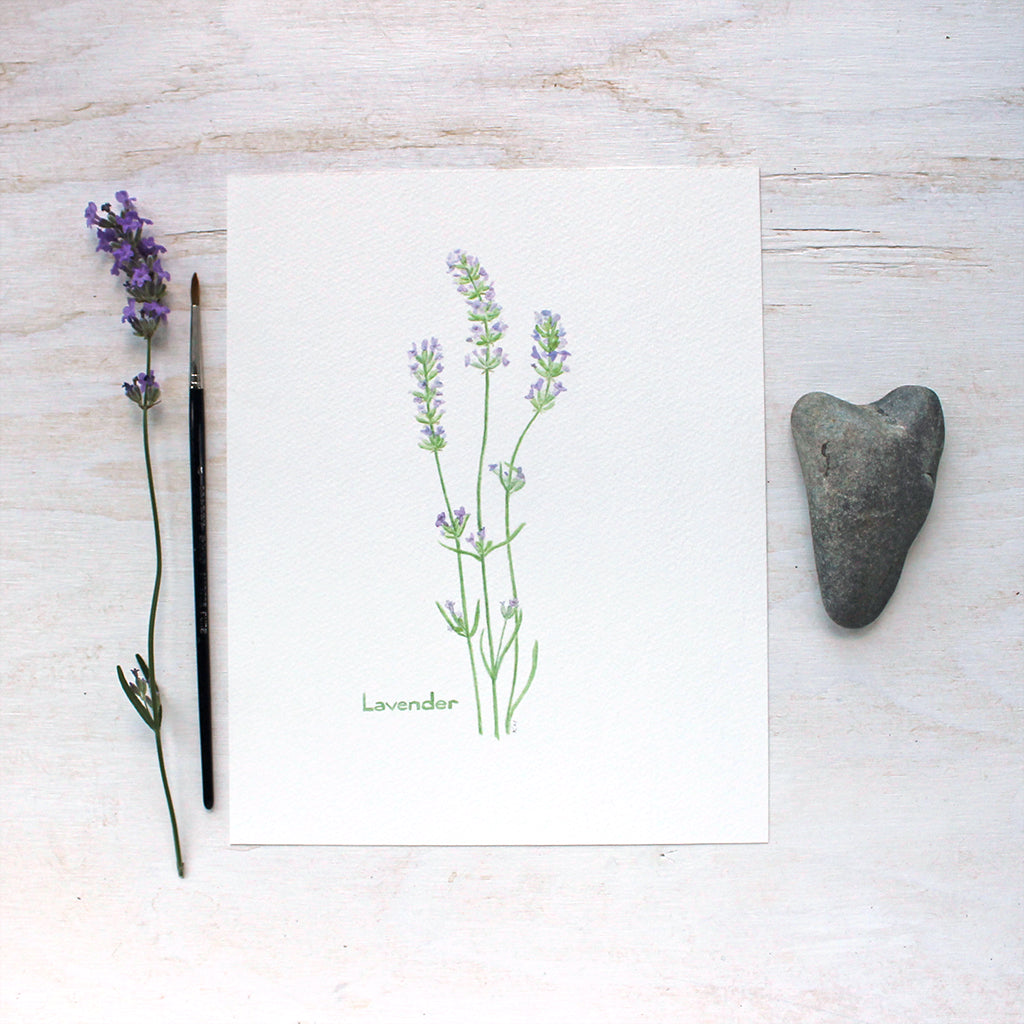 An art print featuring a delicate watercolor painting of the herb lavender. Artist Kathleen Maunder.