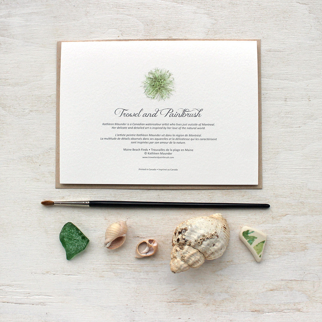 Seaweed detail on back of beach collection note cards by watercolor artist Kathleen Maunder